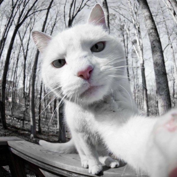 коты белые