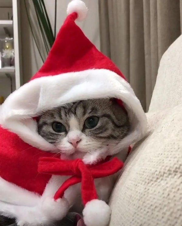 новогодние кот