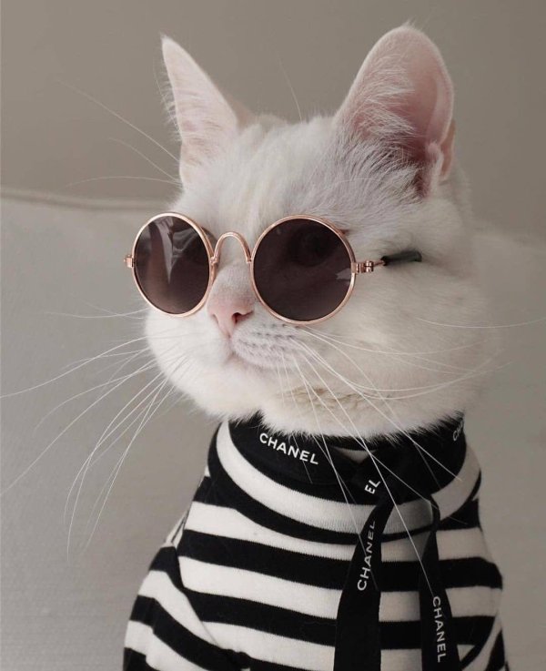 коты крутые