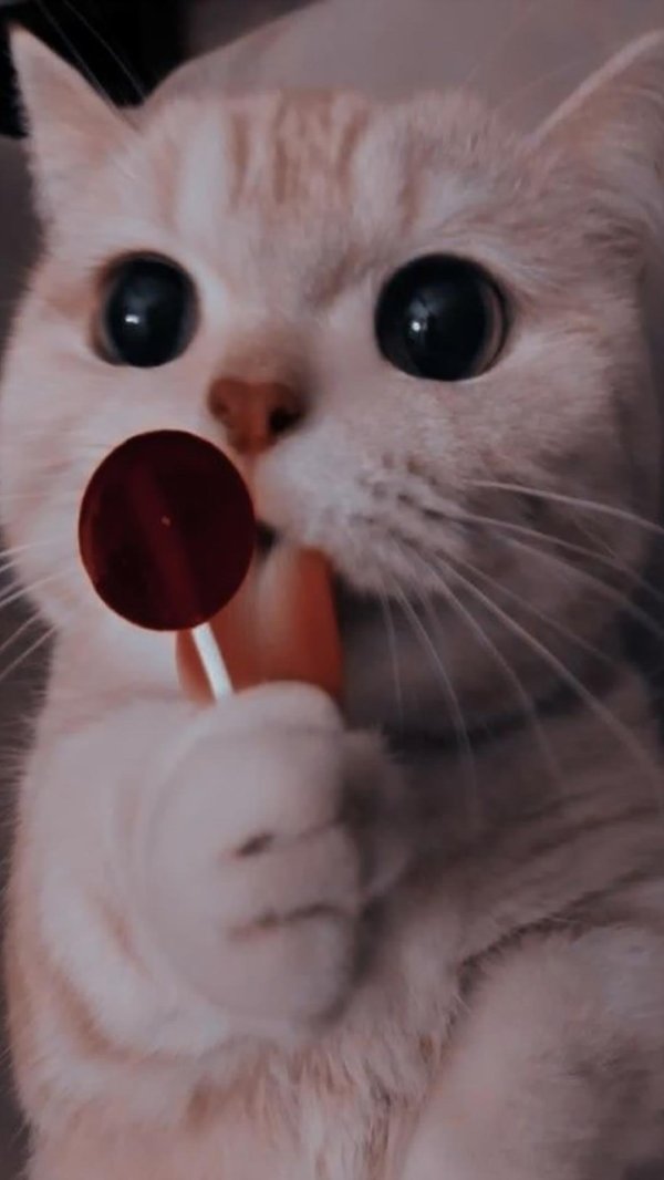 милая котик