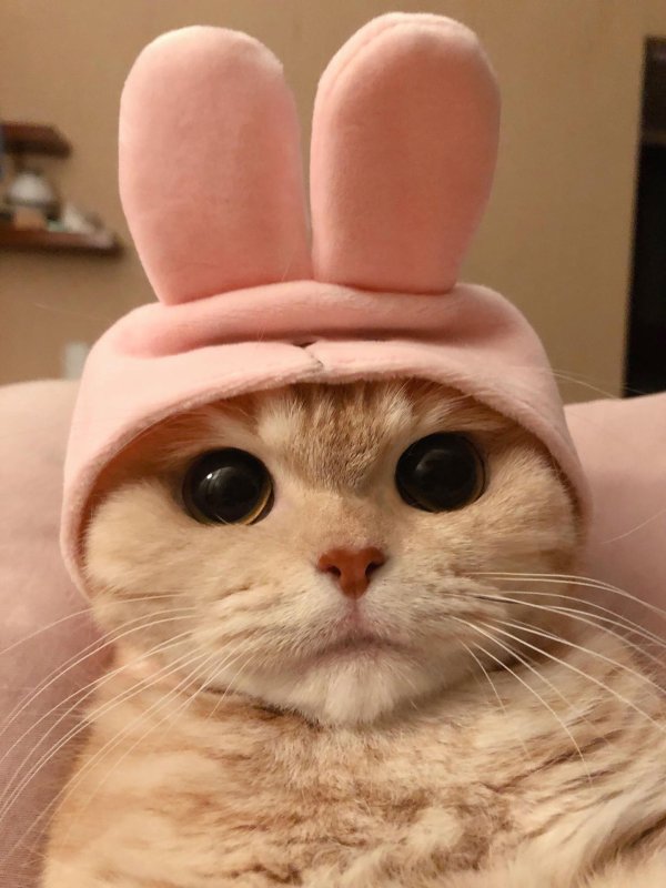 милая котик
