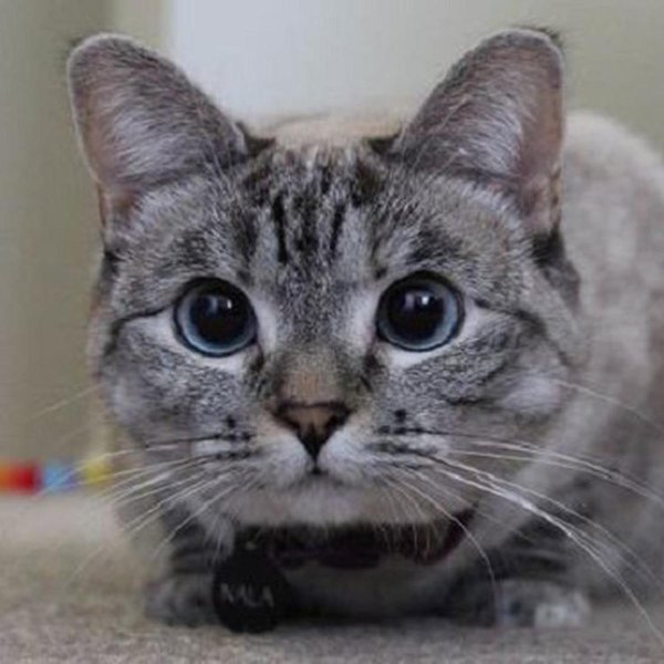 кошка нала