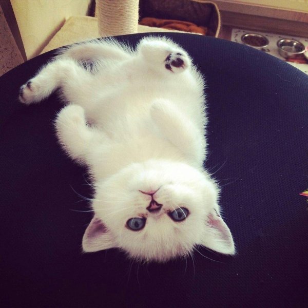 милые фоточки котиков