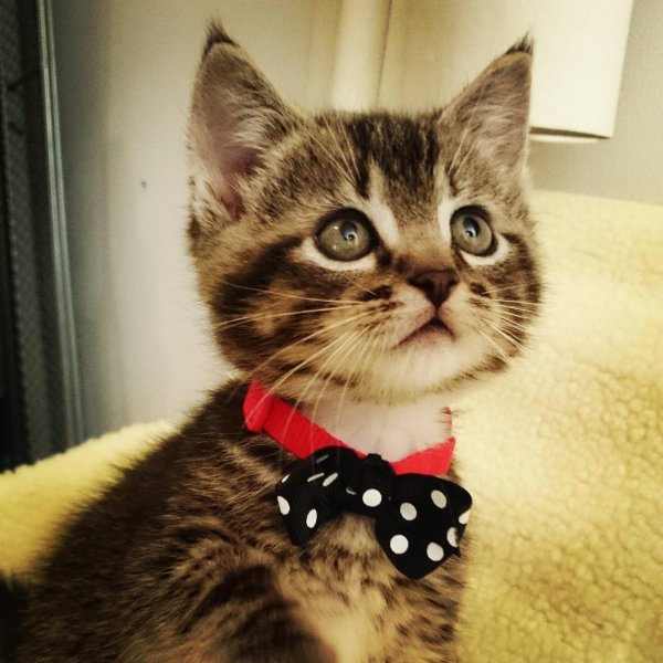 милая котик
