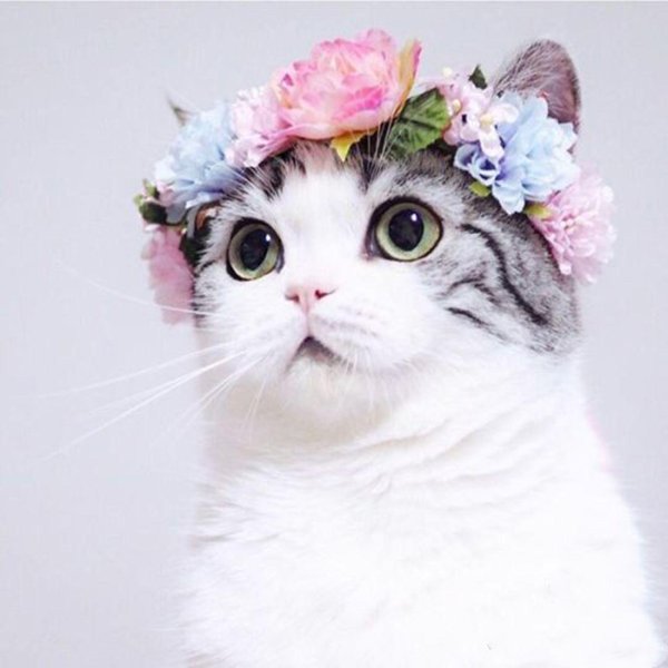 кошка с венком на голове