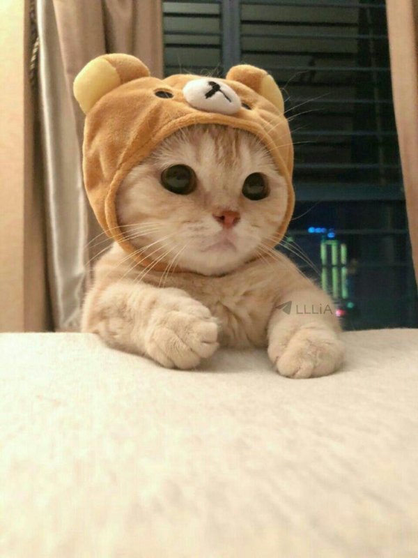 милая котик