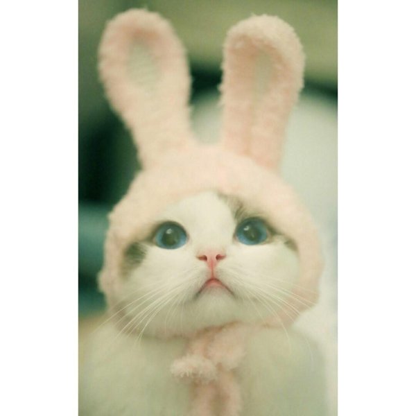 няшные коты