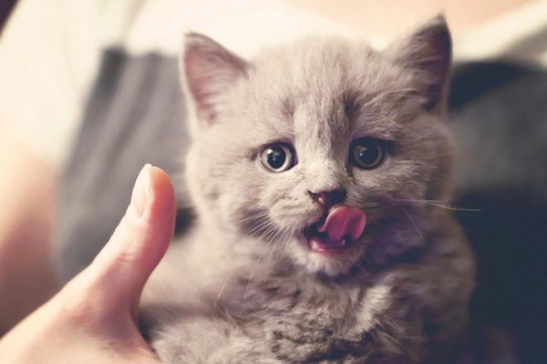 котята на аву