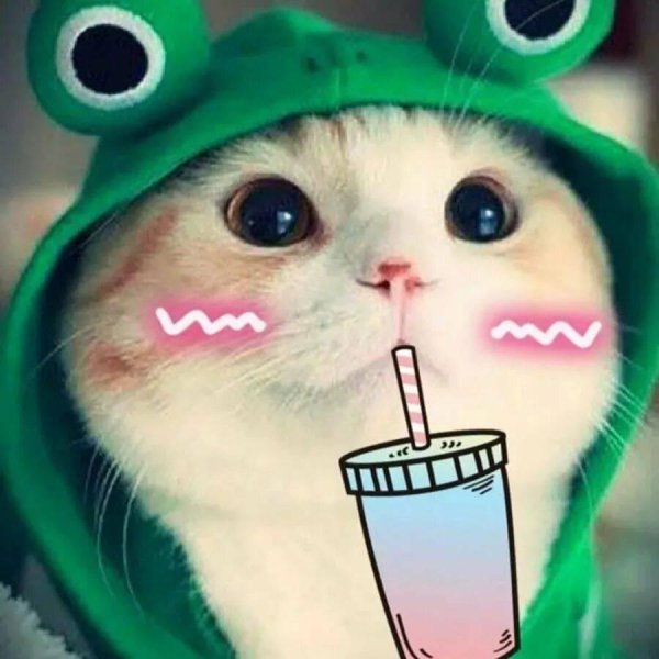 классный кот