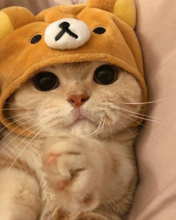 котики милые