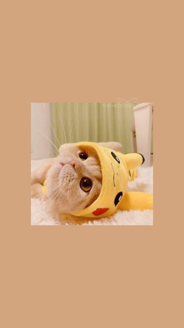 милая котик