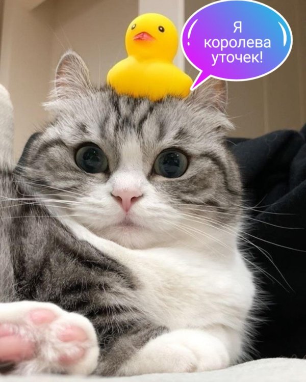 вопросительный котик