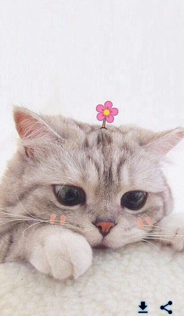 милые коты
