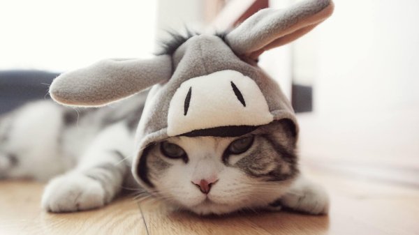 шапка для кота