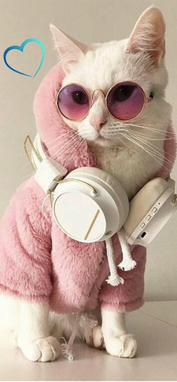 крутые коты