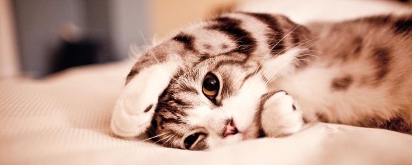 милые котенок