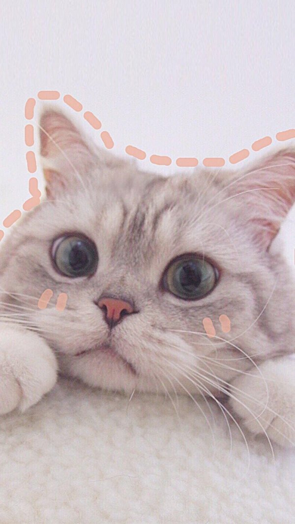 милая котик