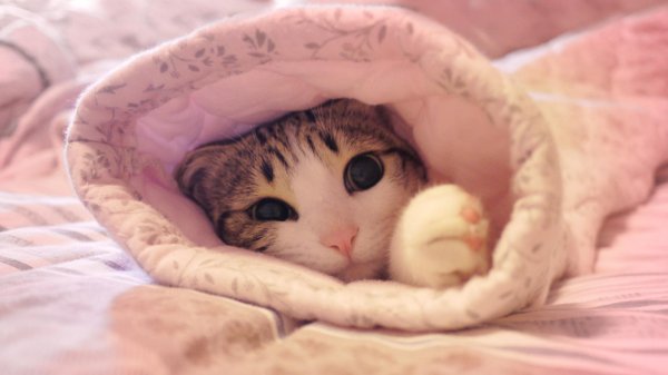 утренние котики