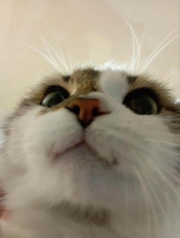 кот который