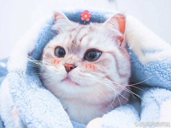 милые коты