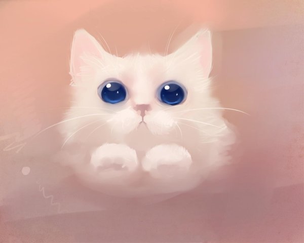няшный котик