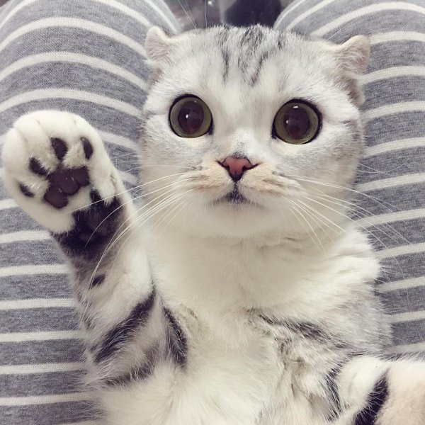 кошка хана