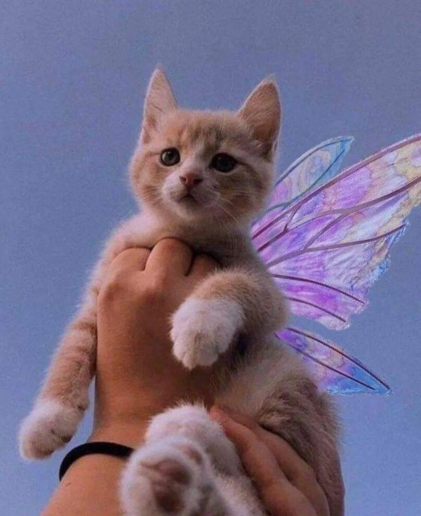 коты эстетика