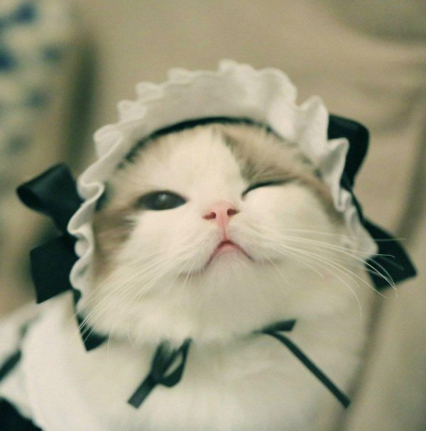 милые коты
