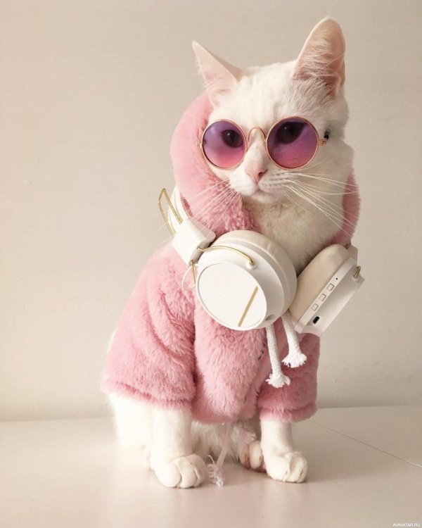 крутые коты