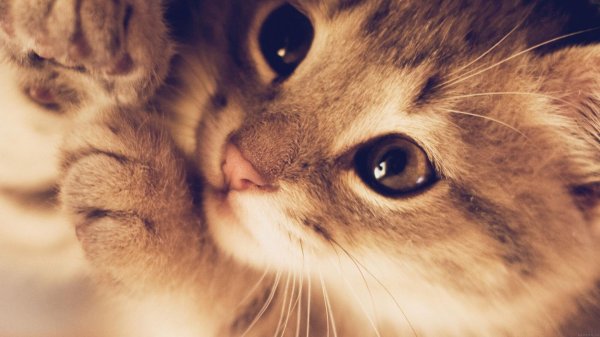 котики красивые