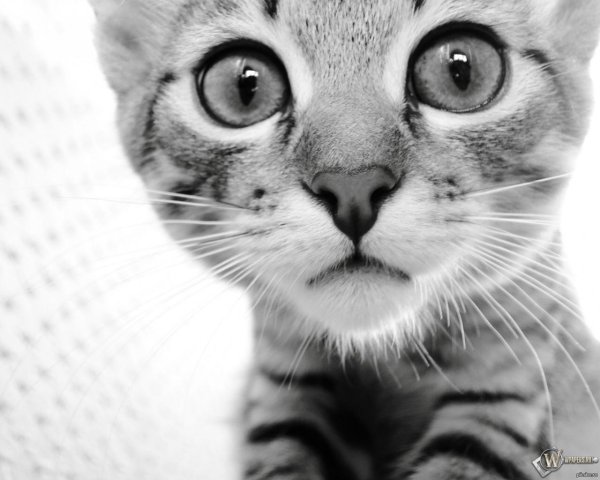 мордочка котика