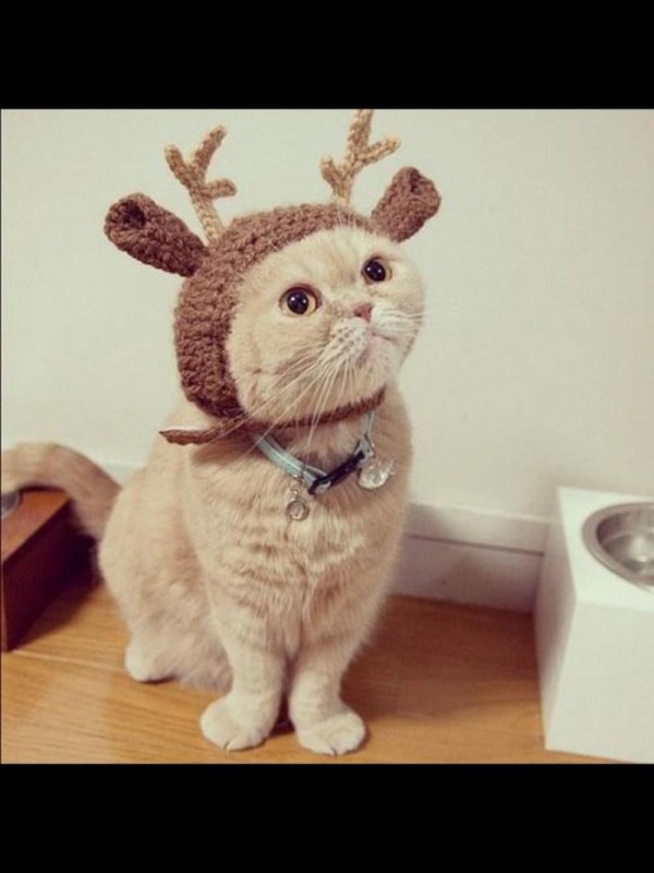 шапка для кота