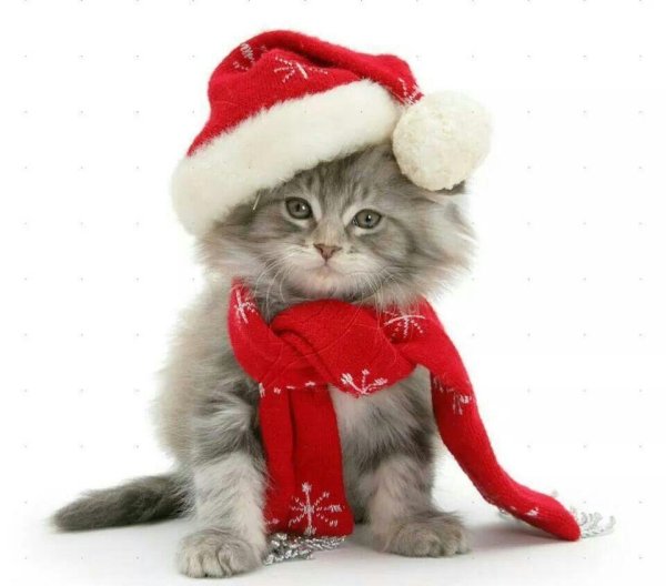 новогодние котята