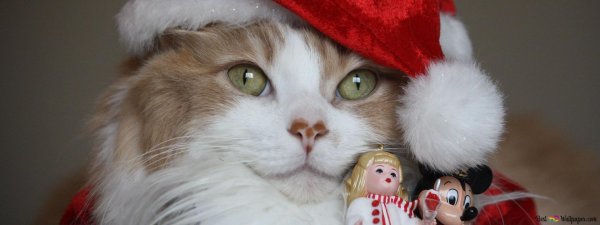 коты в новогодних шапках