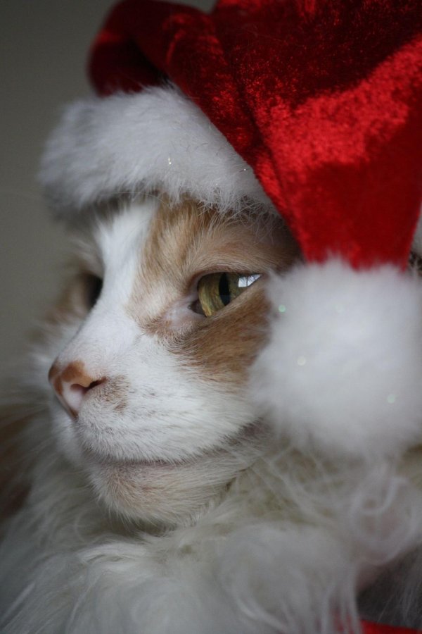 коты в новогодних шапках
