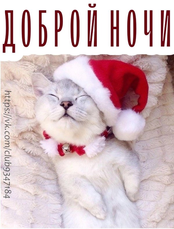 новогодние кошки
