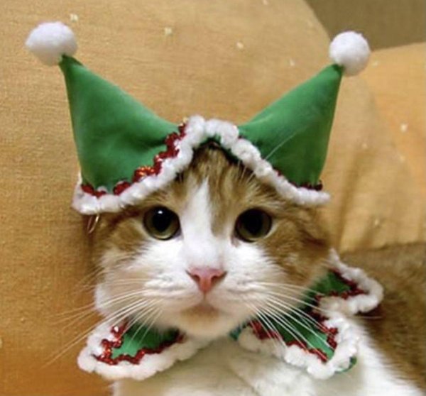 коты в новогодних шапках