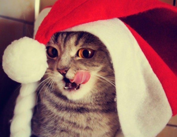 коты в новогодних шапках