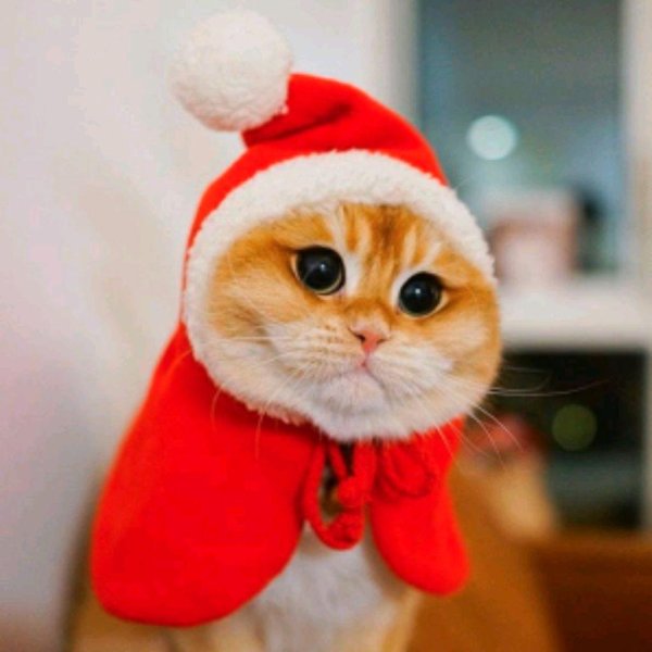 кот новогодний