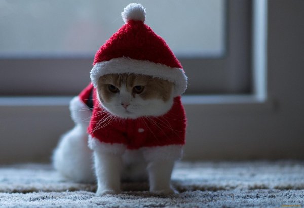 кошка в шапке