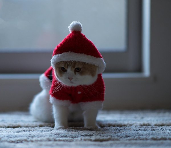 кошка в шапке
