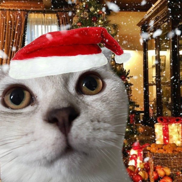 новогодние коты мем