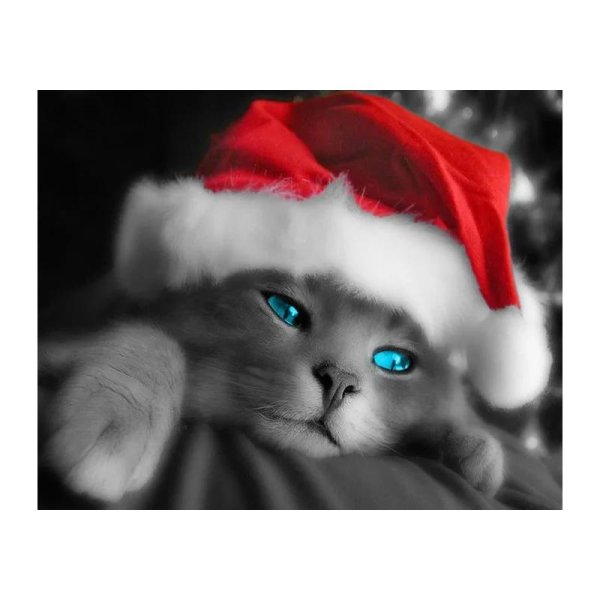 котик в новогодней шапке