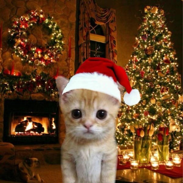 котик в новогодней шапке мем