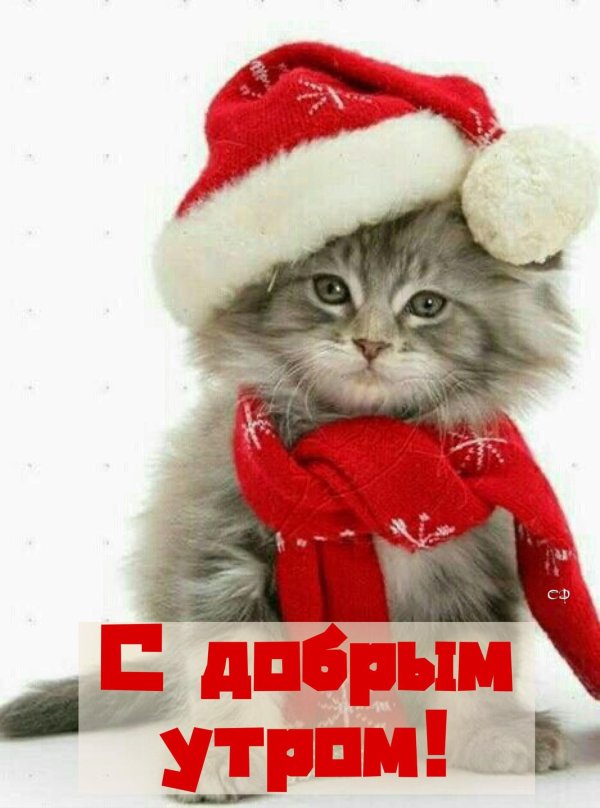 новогодние котята
