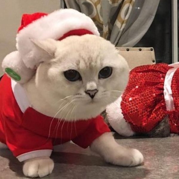 кот на новый год
