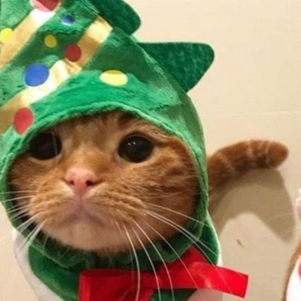 котики милые