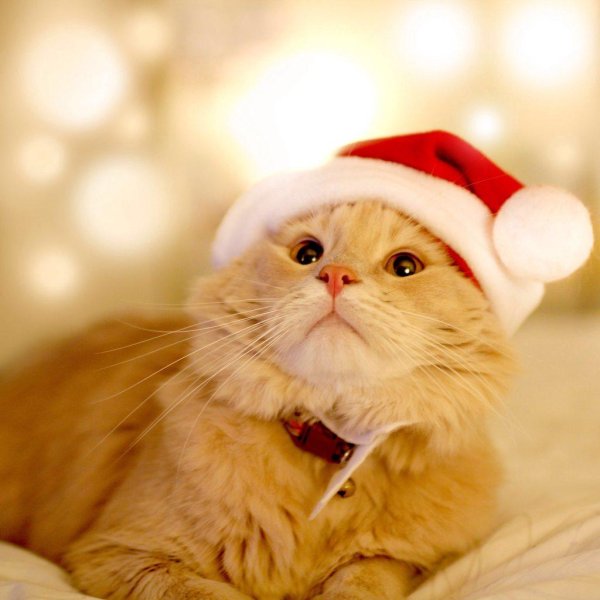 котики на новый год