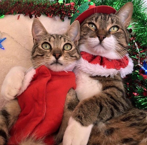 котики новогодние