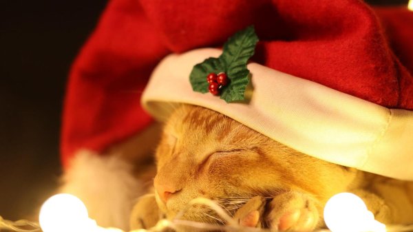 коты в новогодних шапках